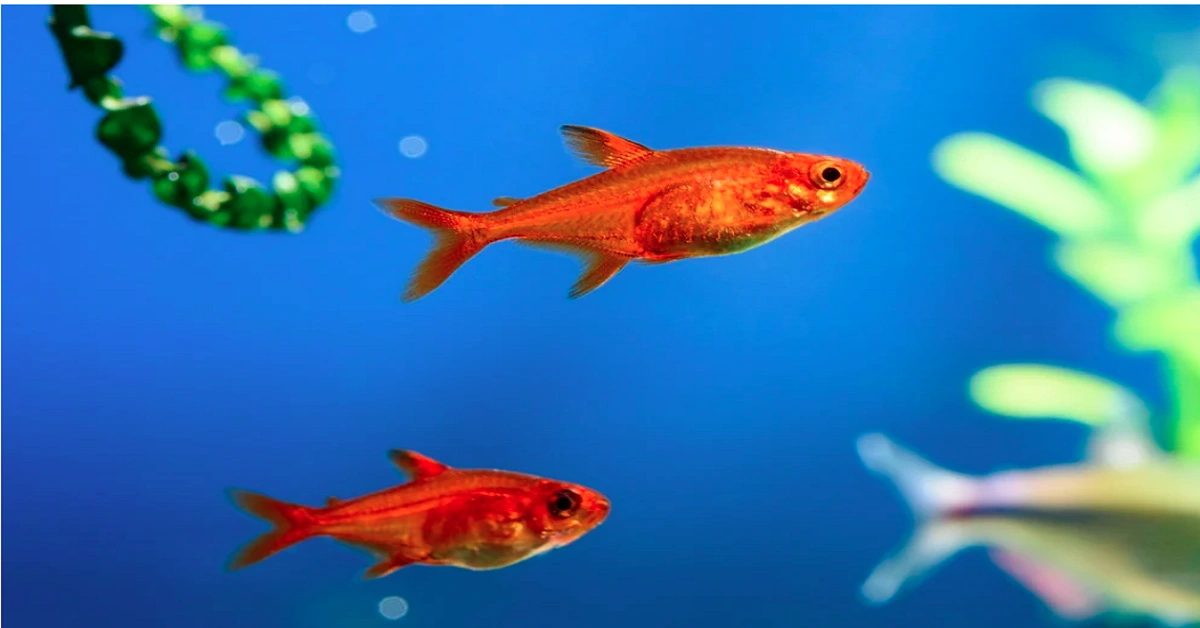Pregnant Ember Tetra: Care & Breeding Guide